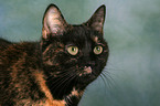 domestic cat portrait