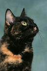 domestic cat portrait