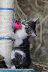 playing kitten