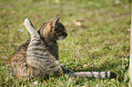 preening cat