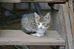 young domestic cat