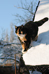 cat in snow