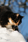 cat in snow