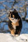 cat in snow