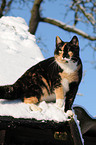 cat in snow