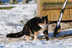 cat in snow