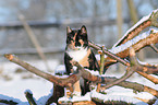 cat in snow