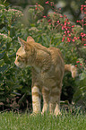 cat in garden