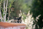 cat in garden