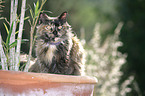 cat in garden