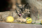 cat in garden