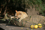 red domestic cat