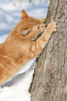 red tomcat in snow