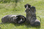 kitten in garden