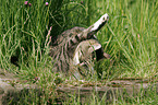 domestic cat in garden