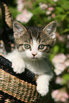 Kitten in basket