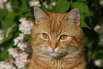 domestic cat