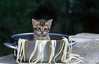 kitten in pot