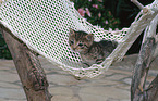 swinging kitten