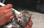 feeding kitten