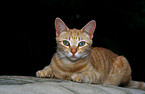 red-tabby cat