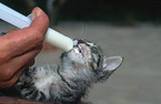 feeding a kitten