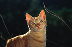 domestic cat portrait