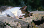 sleeping domestic cat