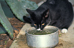 drinking domestic cat