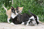 domestic cats