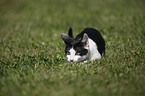 young domestic cat