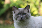 domestic cat portrait