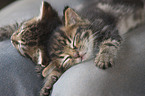 kitten