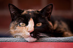 domestic cat portrait