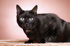 black domestic cat