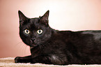 black domestic cat