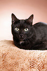 black domestic cat