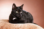 black domestic cat