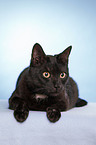 black domestic cat