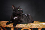 black domestic cat