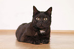 black domestic cat