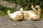 rolling domestic cat