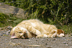 lying domestic cat