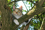 climbing domestic cat