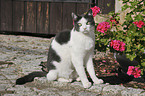 sitting domestic cat