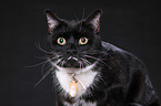 domestic cat portrait