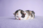 newborn kitten