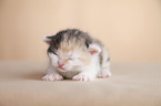 newborn kitten