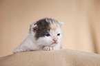 newborn kitten