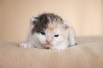 newborn kitten